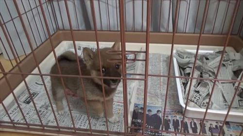 いちごちゃん初登場