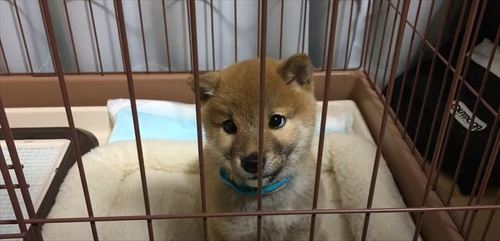 ハチくん初登場