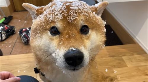 雪を頭にかぶったハチくん