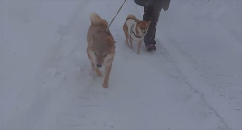 雪の中散歩するハチくんといちごちゃん