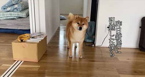 新居にきたハチくん