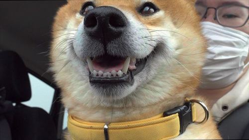 病院に行くと気付いた柴犬