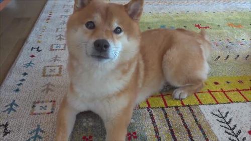 病院に誘われた柴犬