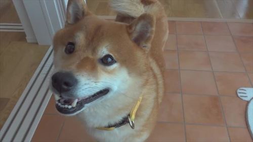 お出かけだと思ってよろこぶはちくん