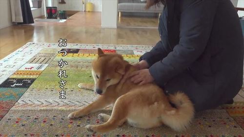 帰宅後飼い主に甘えるはちくん