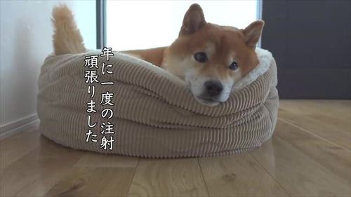 くつろぐはちくん