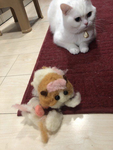 モルカーと猫ちゃん