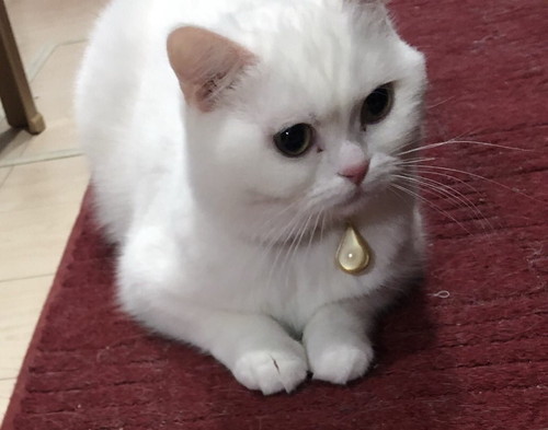 しれっとした猫