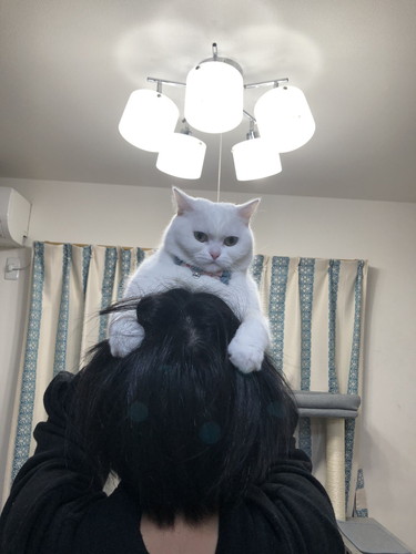 飼い主の頭に乗る