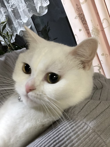 おめめうるうるの猫