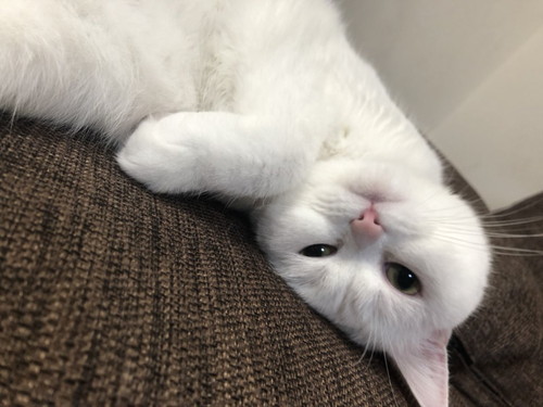 まったりくつろぐ猫