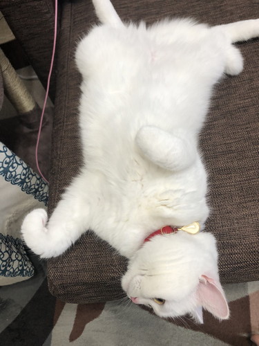 くたっとする猫