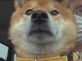 【人気動物YouTuberインタビュー】楽しいお出かけかと思ったら……　病院についた柴犬ハチくんの虚無の表情がかわいい