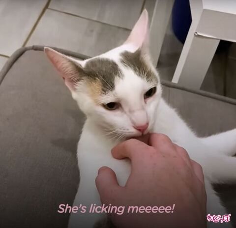 指をなめる猫ちゃん