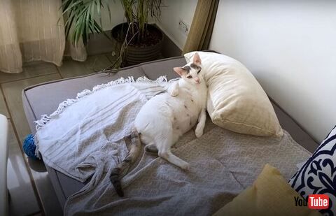 ベッドの上にいる猫ちゃん