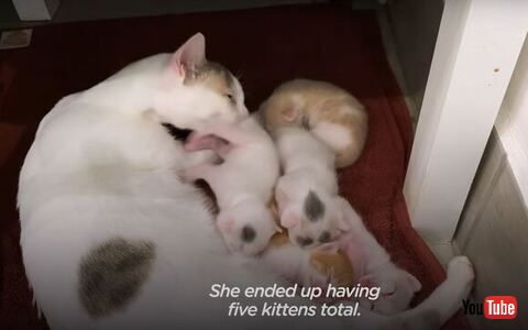 子どもたちを毛づくろいする母猫