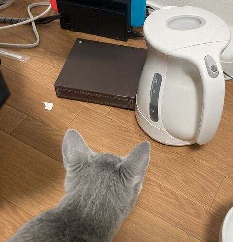 ティファールを見つめる猫ちゃんアップ