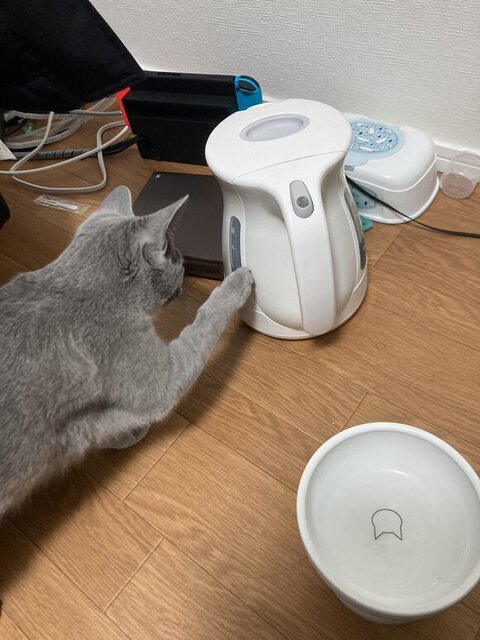 ティファールをさわる猫ちゃん