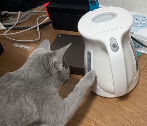 ティファールをさわる猫ちゃんアップ