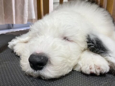 スヌーピーにそっくりな犬
