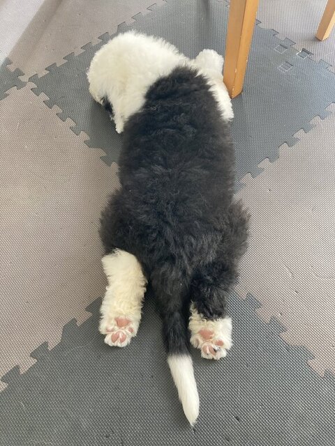 モフモフのワンコ