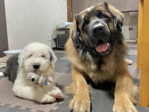 オールド・イングリッシュ・シープドッグとレオンベルガー