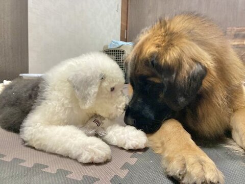 仲良しな大型犬