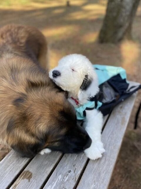 子犬と大型犬