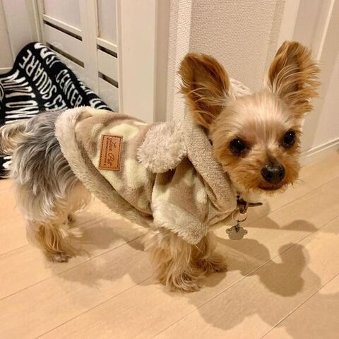 のあちゃん洋服着用