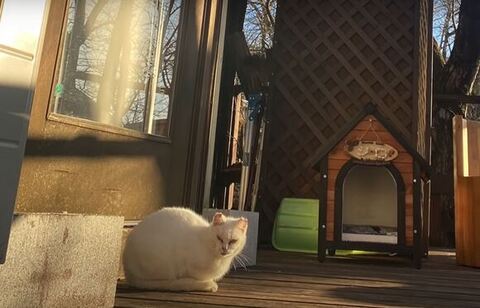 野良時代にこちらを見てるシロさん