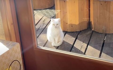 外でお座りしてるシロさん