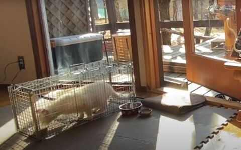 捕獲機シロさん