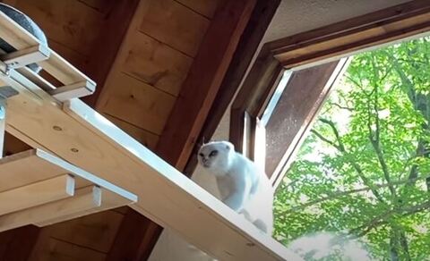 キャットウォーク歩くシロさん