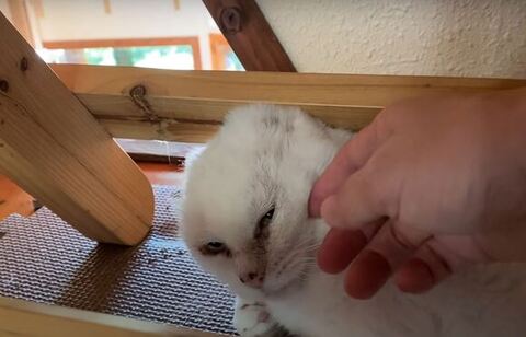 シロさんをなでる様子