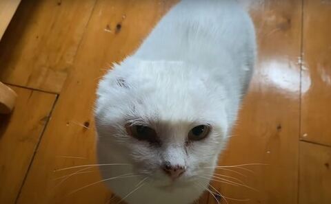 甘えてるシロさん