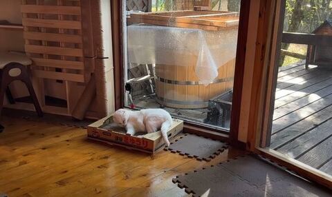 香箱座りてんちゃんアップ