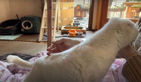 シロさん横から