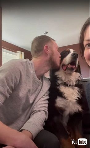 拒否する犬