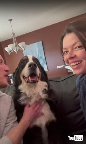 面白かわいいワンコ