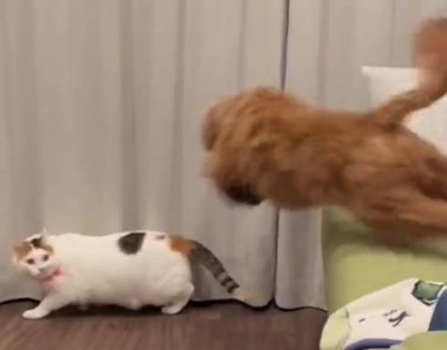 猫に飛びかかる犬