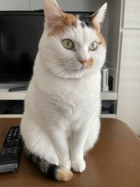 かわいい三毛猫