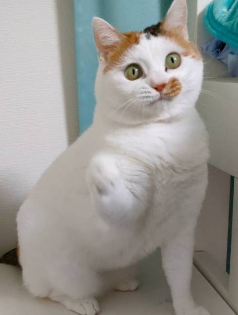 三毛猫の猫パンチ