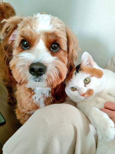 寄り添う犬と猫