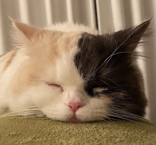 ペット手帳 ベストショット