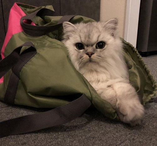 ペット手帳 ベストショット