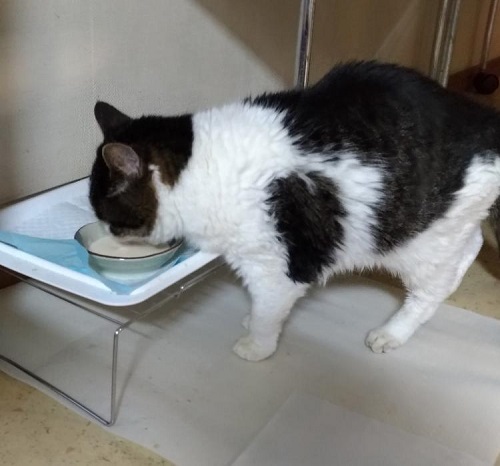 ペット手帳 ベストショット