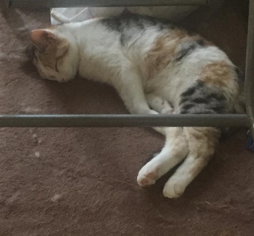 ペット手帳 ベストショット