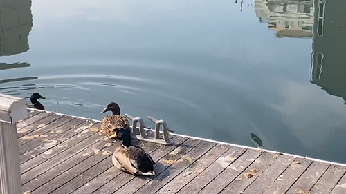 無事だったカモ