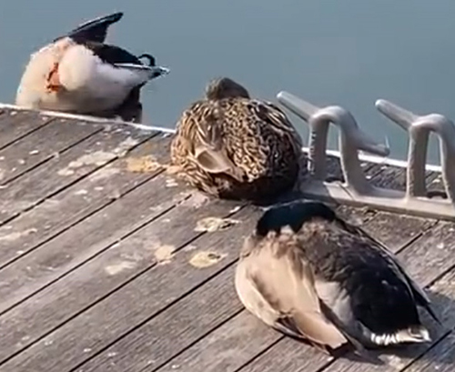 落ちるカモトリミング