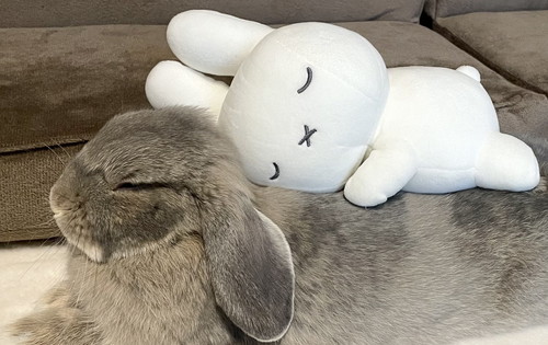 ミッフィーとホーランドロップ